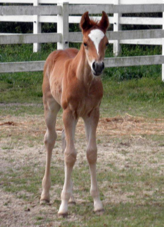 MachineFoals